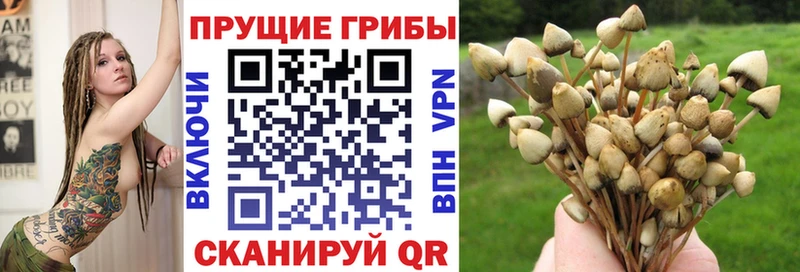 Купить где  Енисейск  Галлюциногенные грибы Psilocybine cubensis 